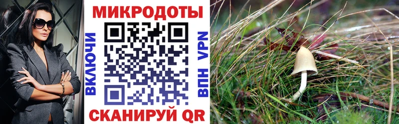 закладка  Хотьково  Псилоцибиновые грибы Magic Shrooms 